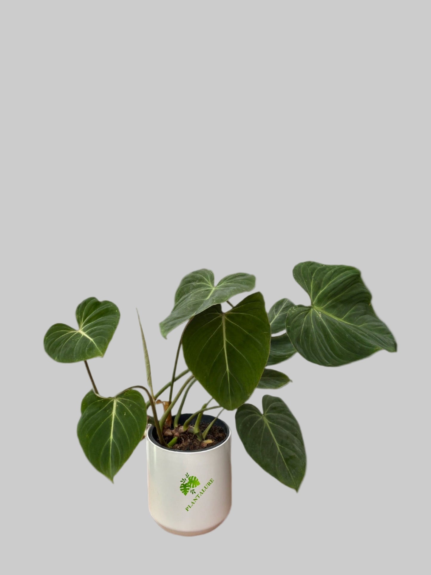 Philodendron Gloriosum