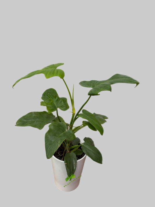 Philodendron Bipennifolium Aurea