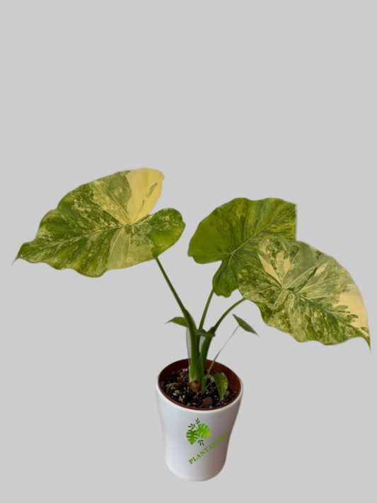 Alocasia Odora Variegated