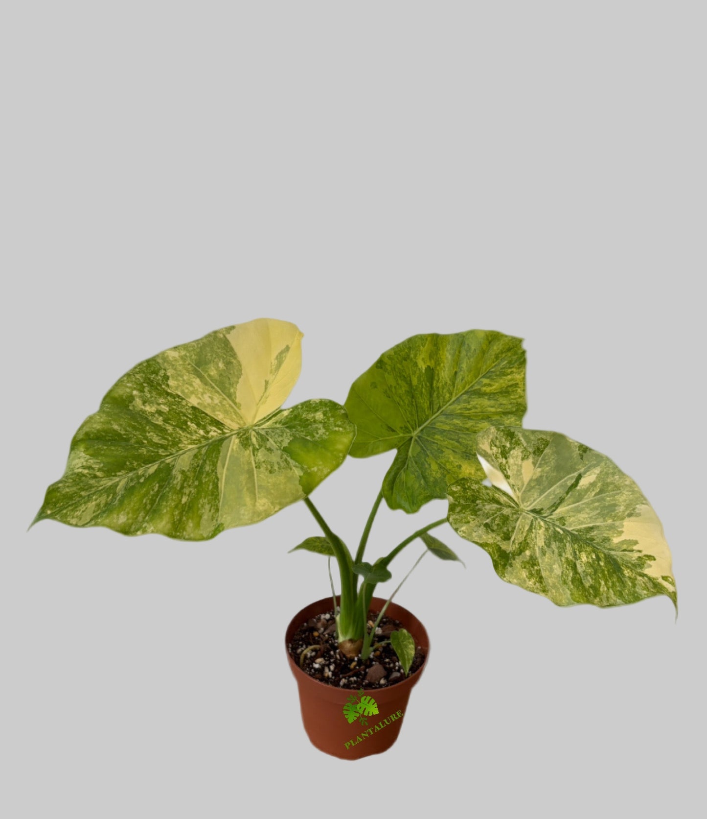 Alocasia Odora Variegated