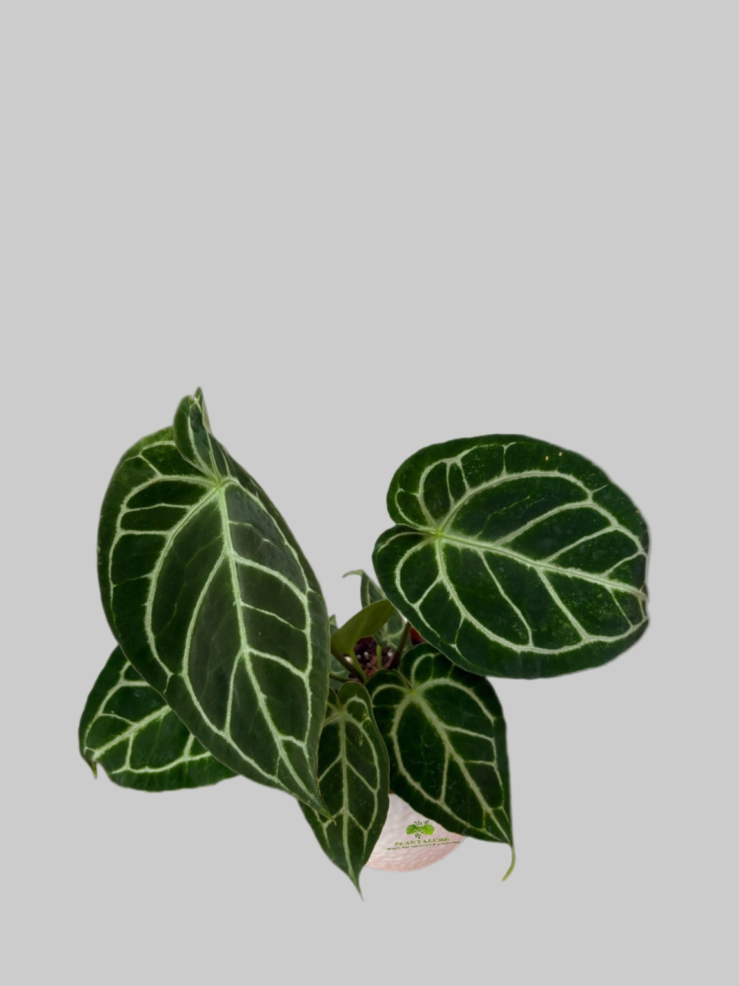 Anthurium Crystallinum Turtle