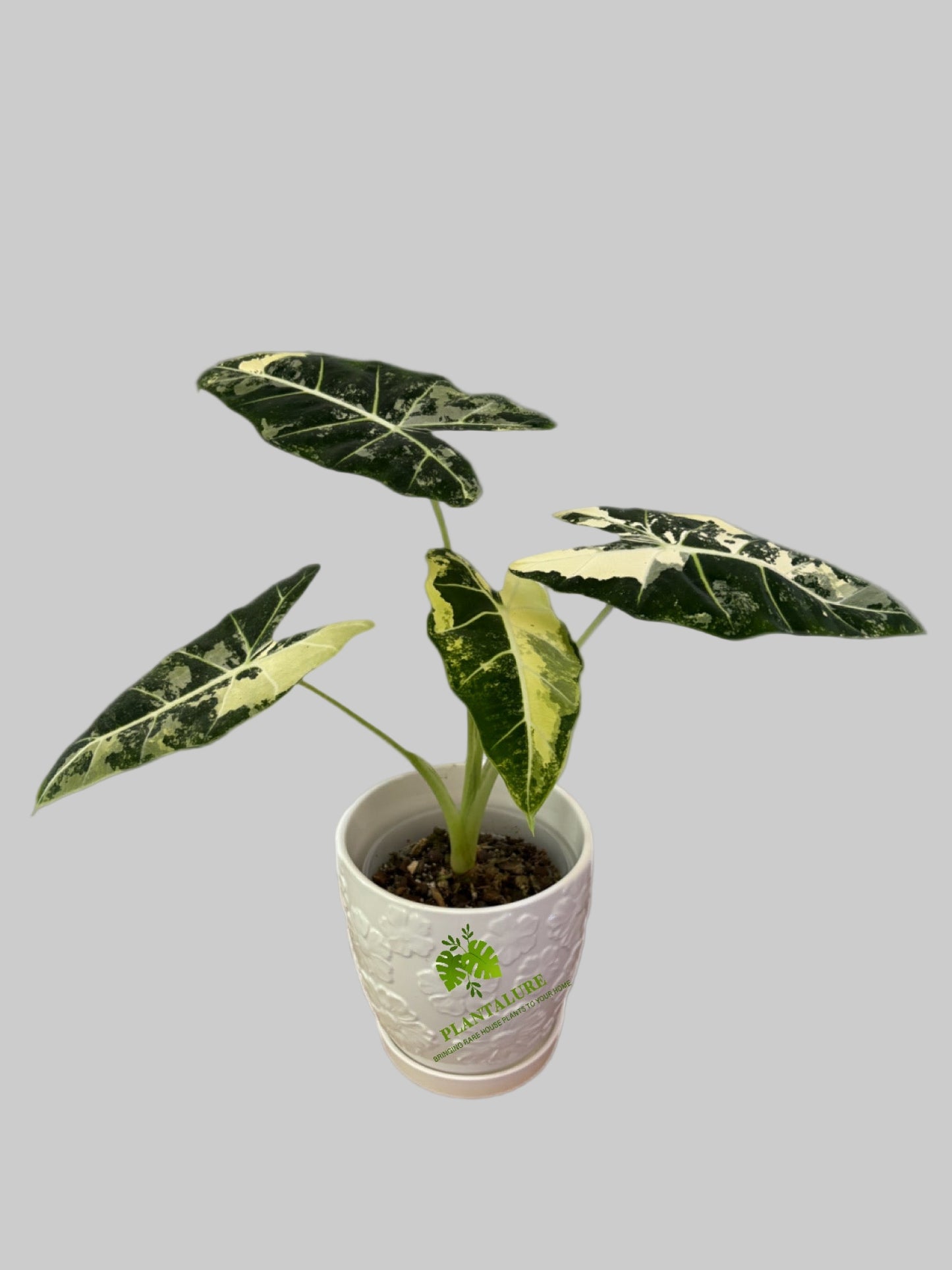 Alocasia Frydek Variegated