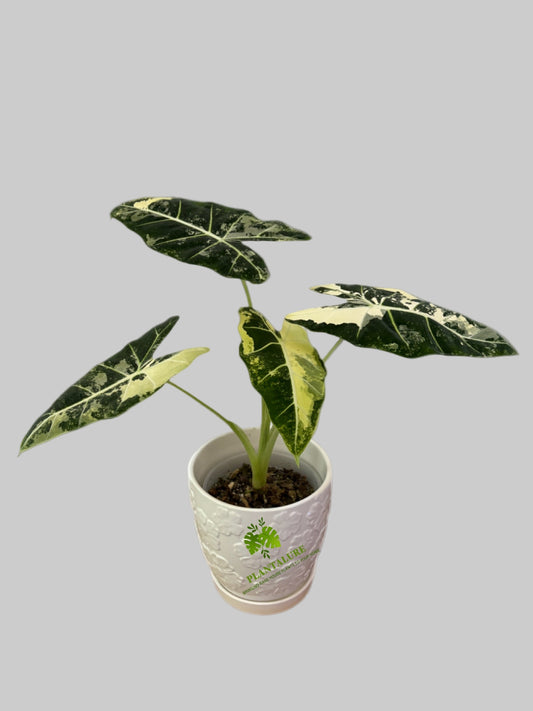 Alocasia Frydek Variegated